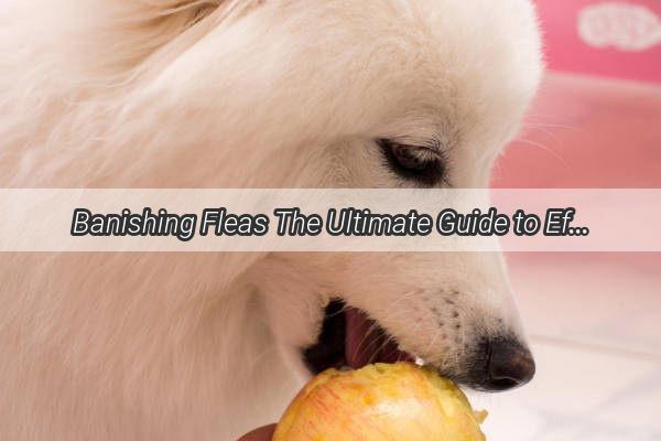 Banishing Fleas The Ultimate Guide to Effectively Treat Your Dogs Mite Infestation